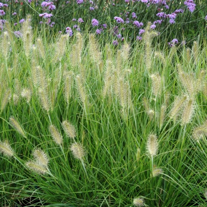 Pennisetum alopecuroides ‘Hameln’ (Lampepudsergræs)