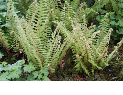 Polystichum setiferum ‘Herrenhausen’ (Kirkegårdsbregne)