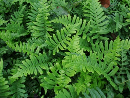 Polypodium vulgare (Alm. engelsød)