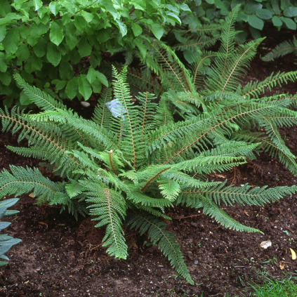 Polystichum setiferum ‘Proliferum’ (Mosbregne)