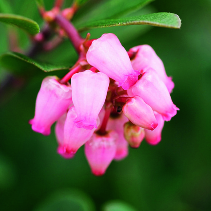 Arctostaphylos uva-ursi 'Vancouver Jade'