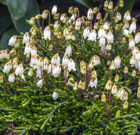 Cassiope lycopodioides