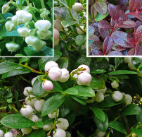 Gaultheria miqueliana