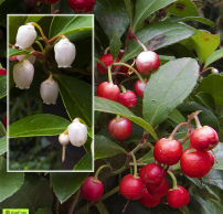 Gaultheria procumbens