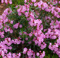 Kalmia polifolia 'Newfoundland'