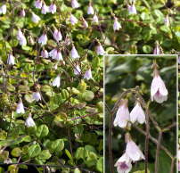 Linnaea borealis