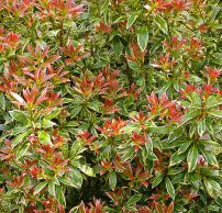 Pieris japonica 'Little Heath'