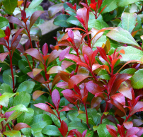 Pieris japonica 'Little Heath Green'