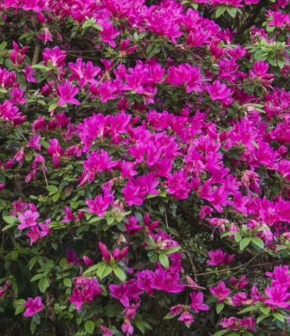 Rododendron 'VASON'