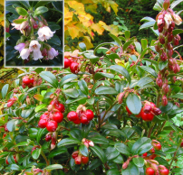 Vaccinium vitis-idaea 'Red Pearl'