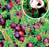 Vaccinium macrocarpon 'Stevens'