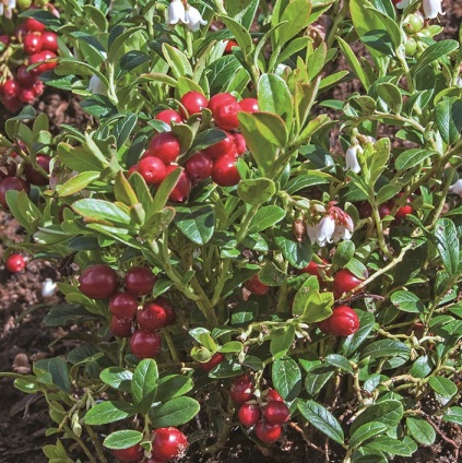 Vaccinium vitis-idaea 'Koralle'