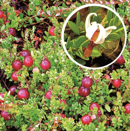 Vaccinium macrocarpon 'Bergman'