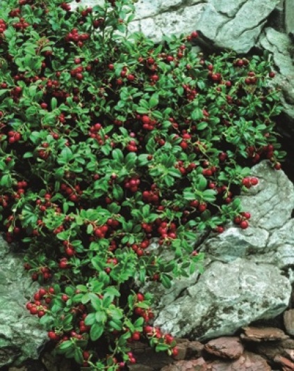 Vaccinium vitis-idaea 'Erntekrone'