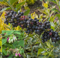 Vaccinium hirsutum