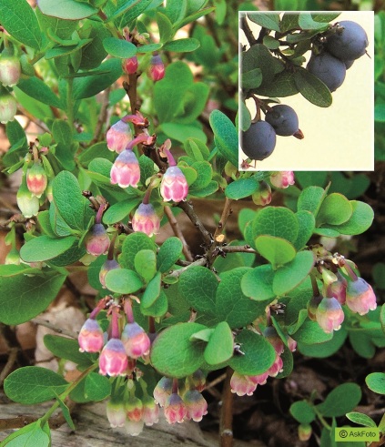 Vaccinium 'Uliginosum'