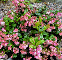 Vaccinium vitis-idaea 'Minus'